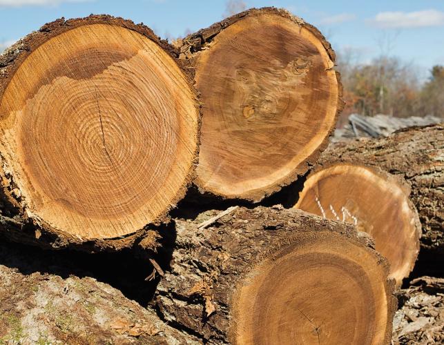 Lumbers, Logs, Elements, Parquet and More